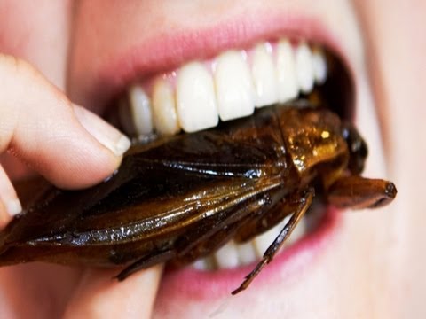 Cockroach eating